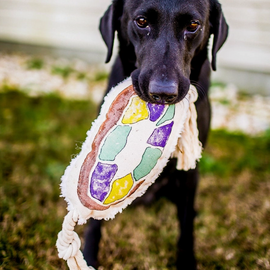 King Cake Pet Toy