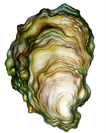 A watercolor archival print of an oyster with green, brown, and white colors.