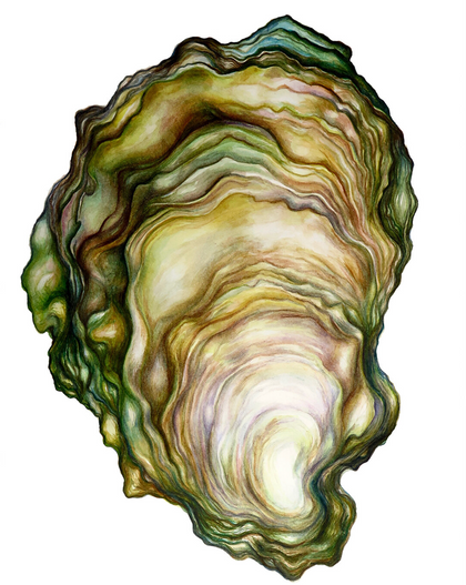 A watercolor archival print of an oyster with green, brown, and white colors.